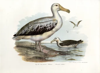 Wanderalbatros